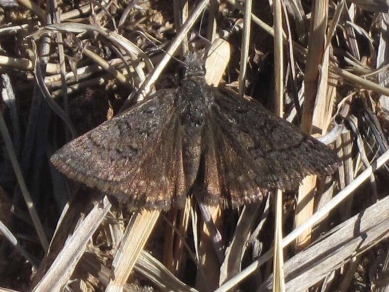 Image of Sleepy Duskywing