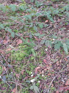 Image de Mycena robusta (A. H. Sm.) Maas Geest. 1988