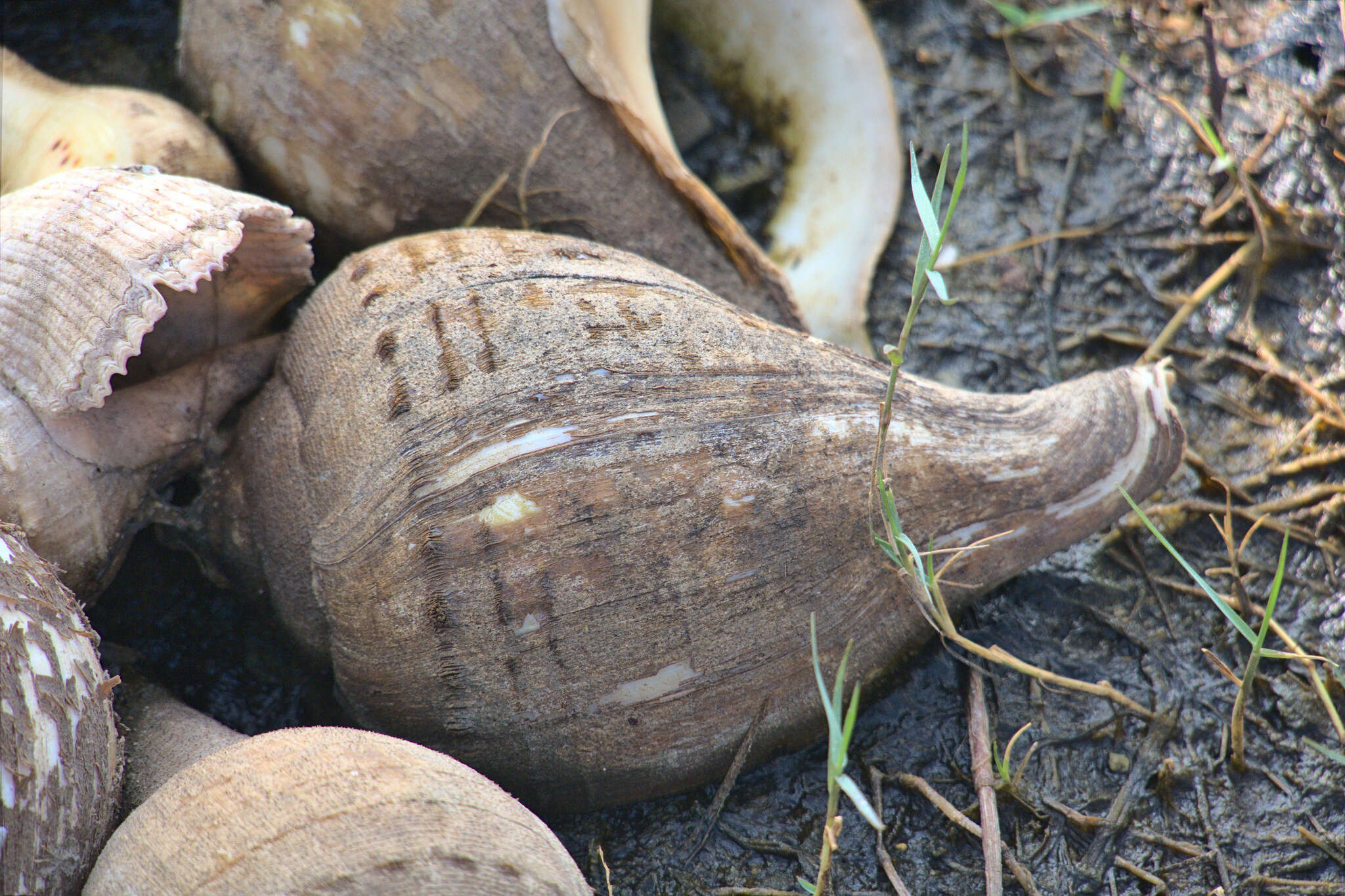 Image of Turbinellinae Swainson 1835