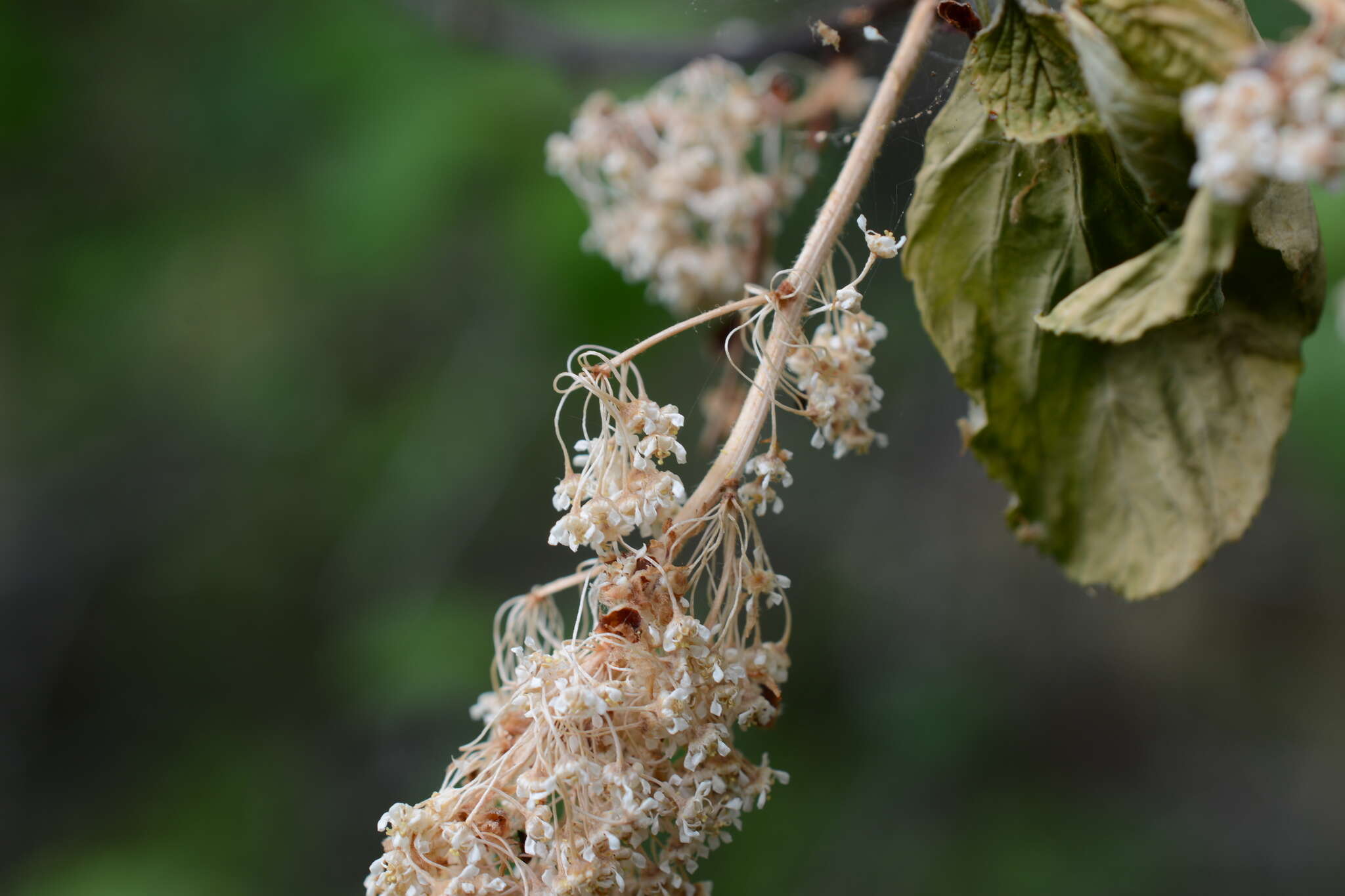 Image of Redstem Ceanothus