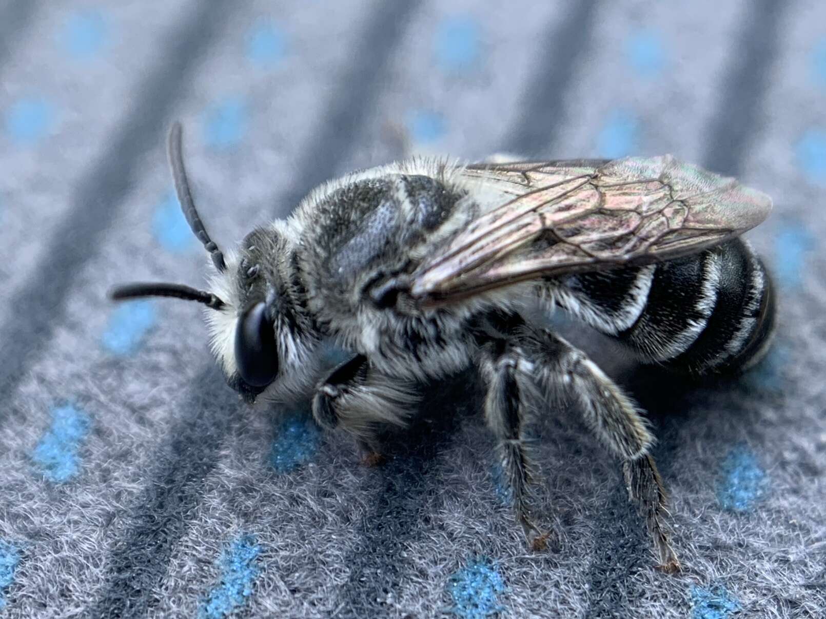 Image of Broad-footed Cellophane Bee