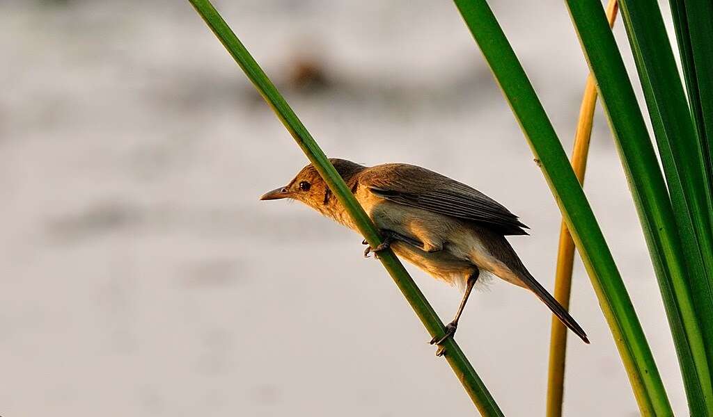 Image of Clamorous Reed Warbler