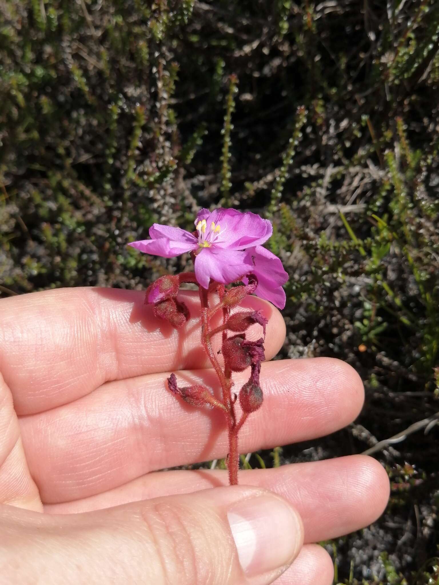 Image of Drosera cuneifolia L. fil.