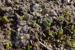 Image de Myosotis brevis de Lange & Barkla