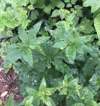 Image of clustered blacksnakeroot