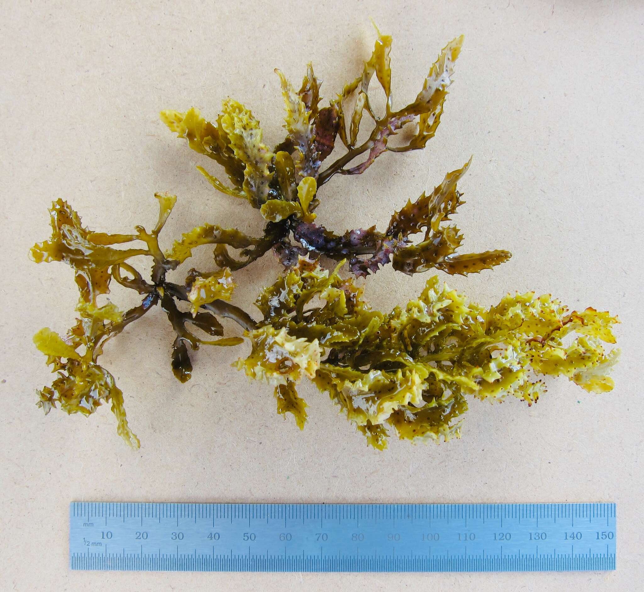 Image of Sargassum aquifolium