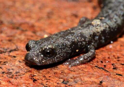 Image of Fairview Slender Salamander