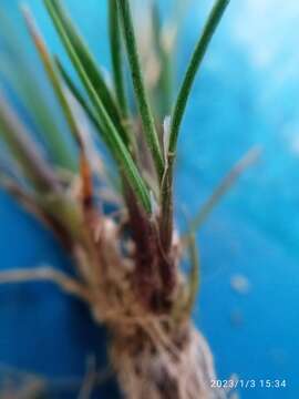 Image of Agrostis muelleriana Vickery