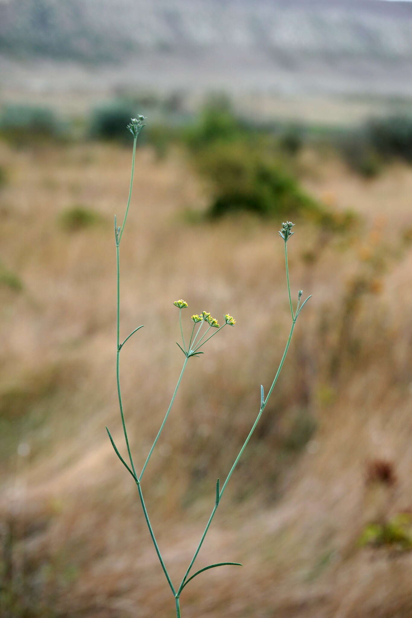 Image of Bupleurum marschallianum C. A. Mey.