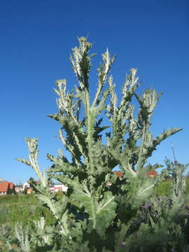 Image of Cotton Thistle