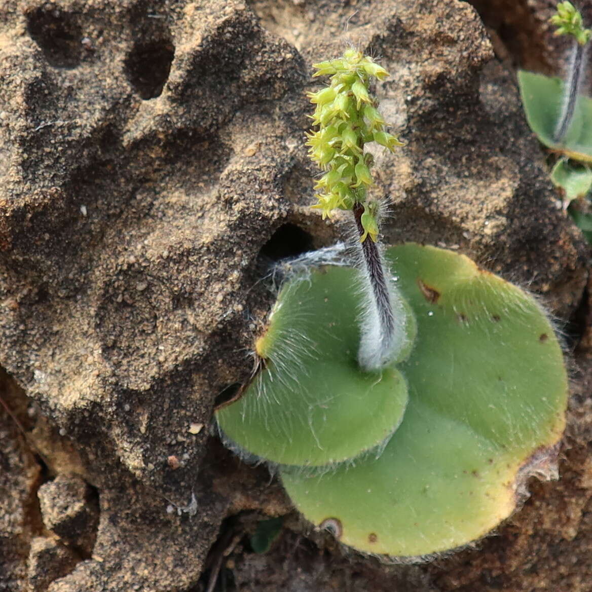 Image of Holothrix condensata Sond.