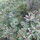 Image of Leucadendron glaberrimum subsp. erubescens I. J. M. Williams