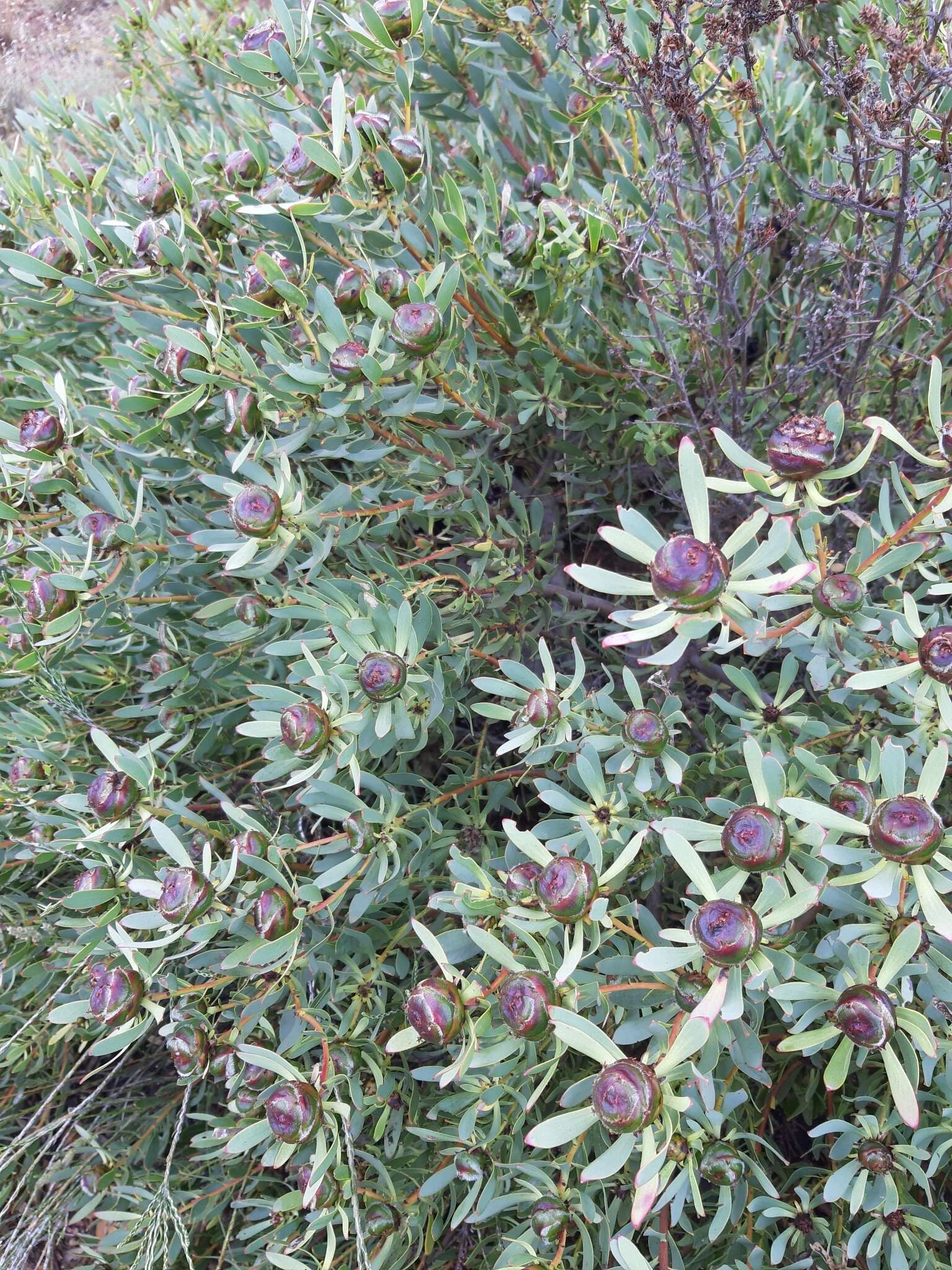 Image of Leucadendron glaberrimum subsp. erubescens I. J. M. Williams