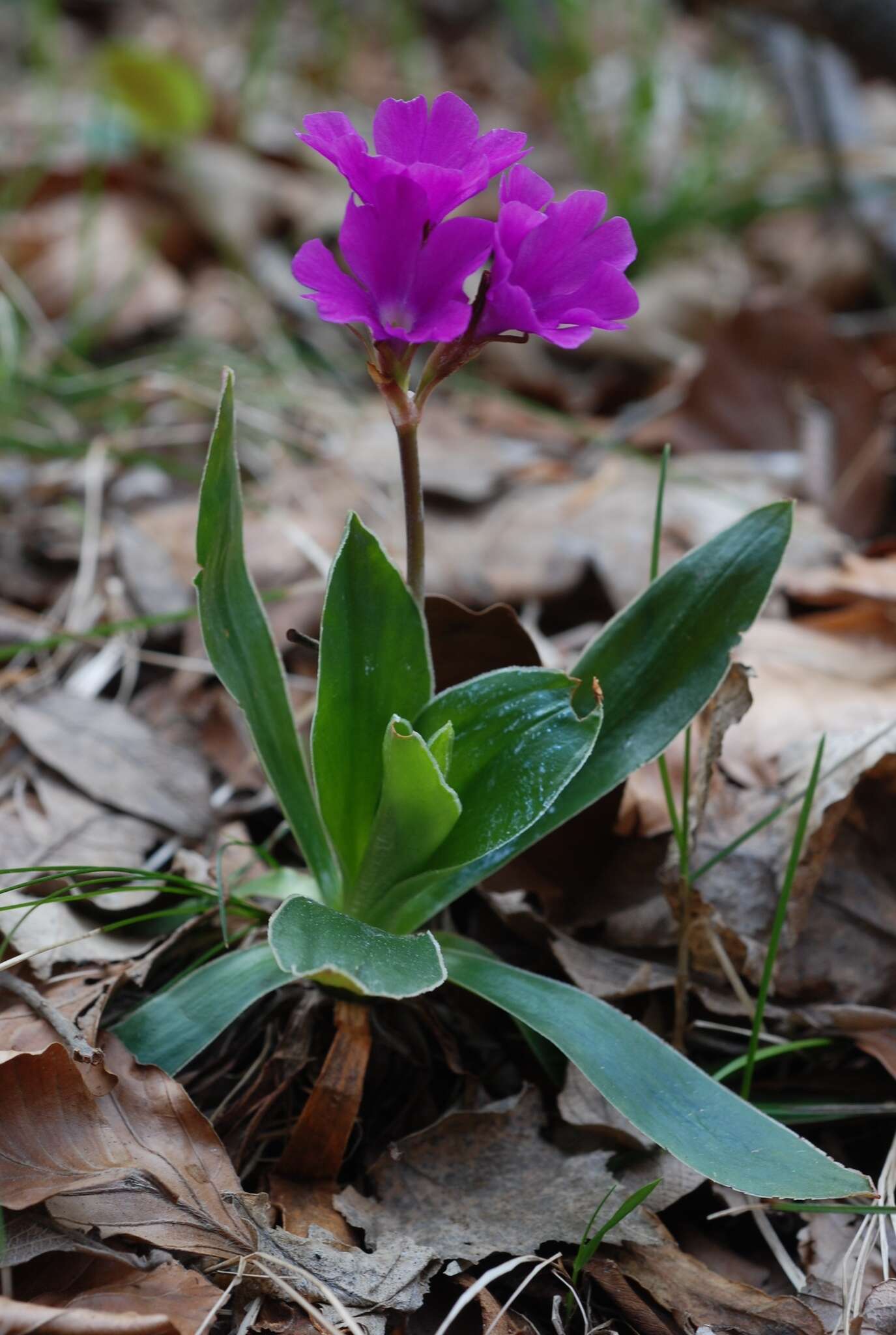 Sivun Primula glaucescens Moretti kuva