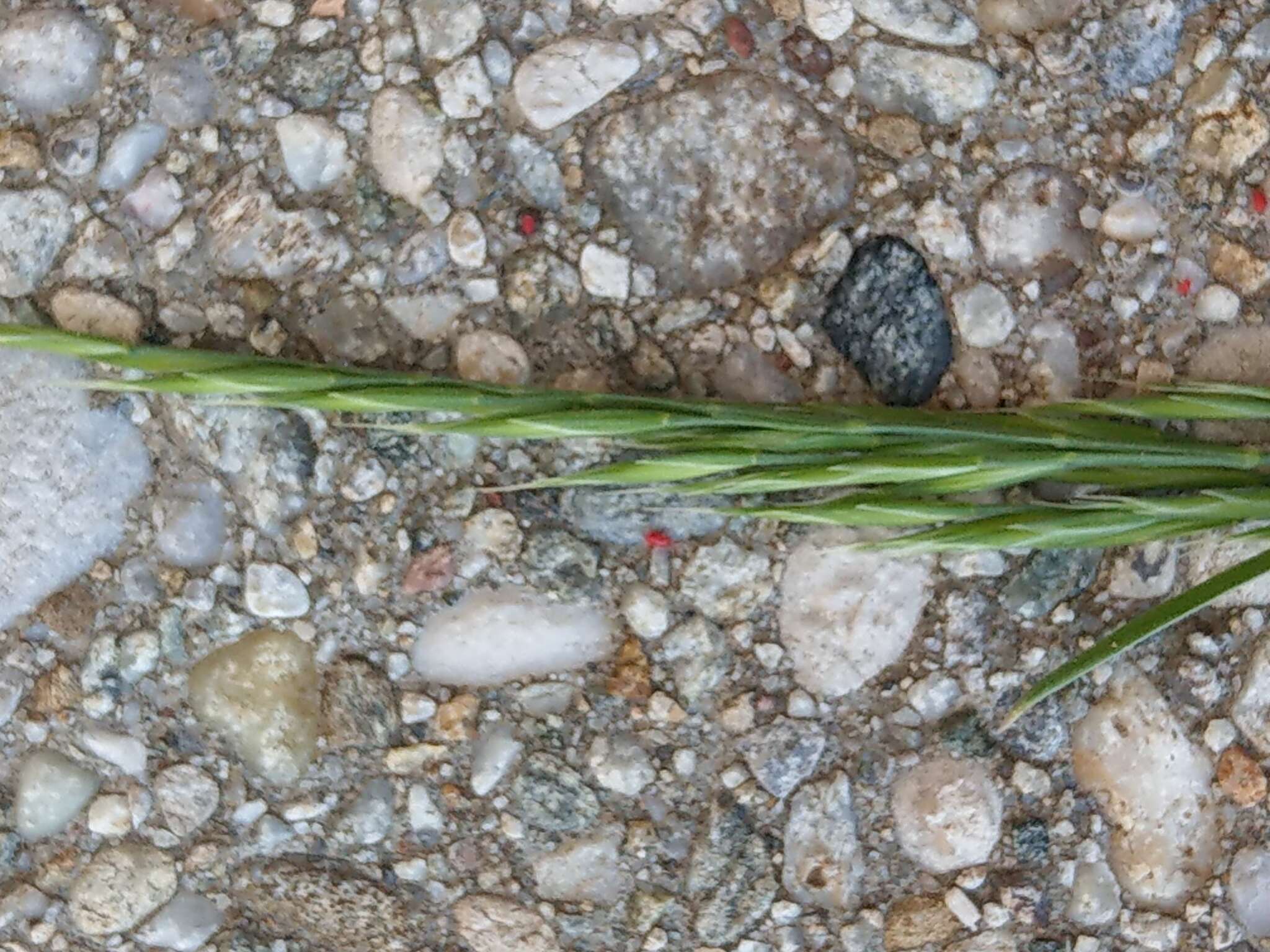 Image of Festuca nigrescens Lam.