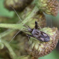 Image of Phytocoris varipes Boheman 1852