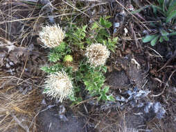 Image of Alameda County thistle