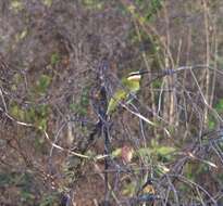 Image of Blue-cheeked Bee-eater