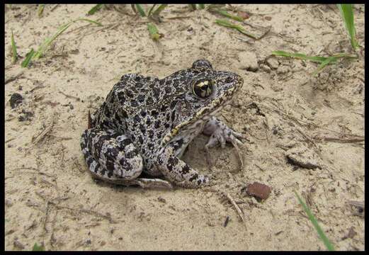 Image de Lithobates capito (Le Conte 1855)