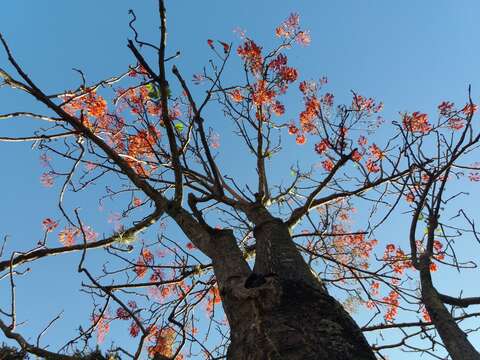 Image of Erythrina verna Vell.