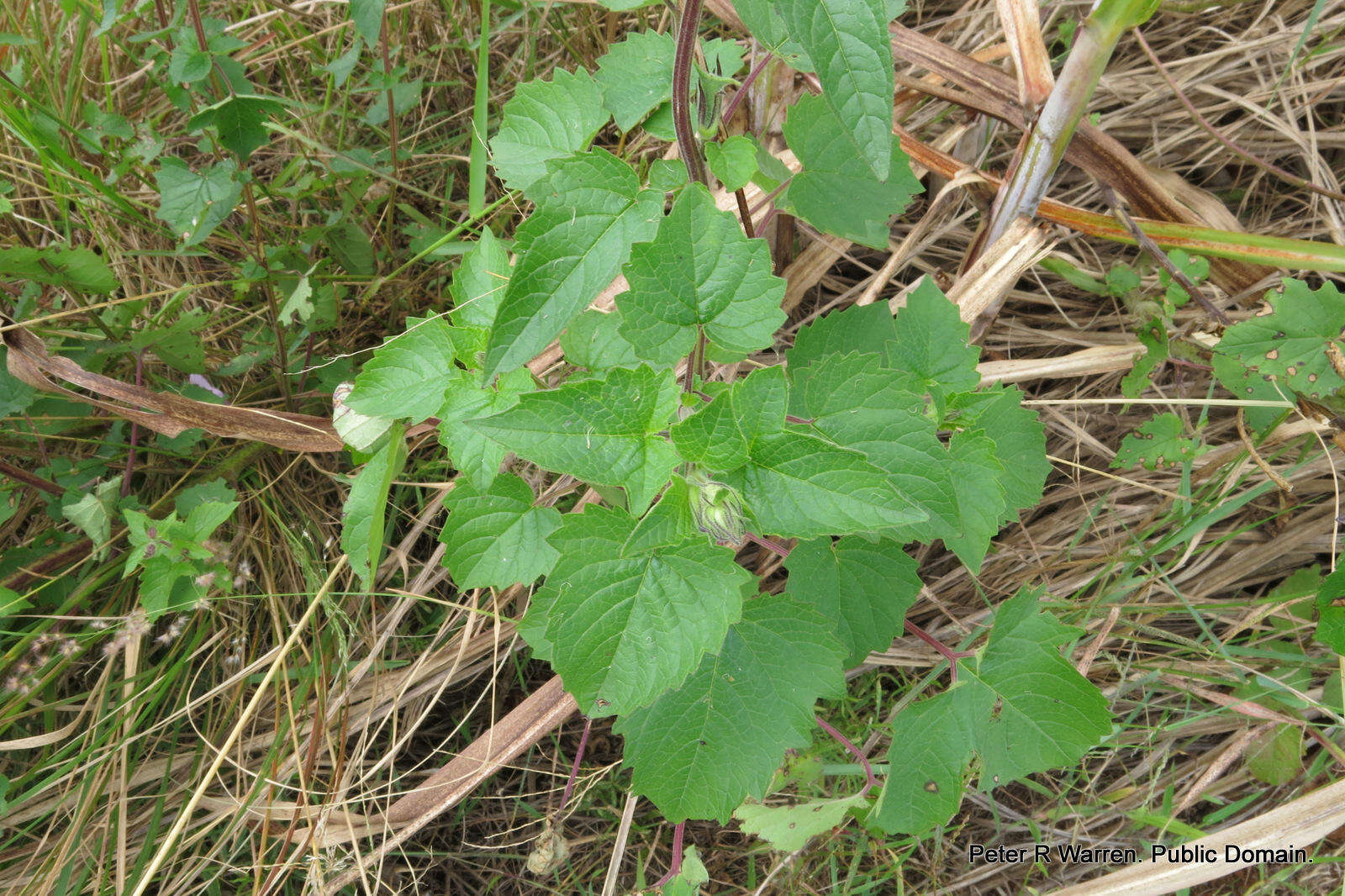 Image of African foxglove