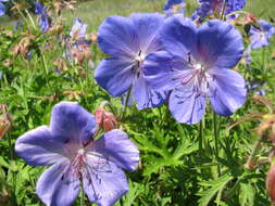 Imagem de Geranium sergievskajae