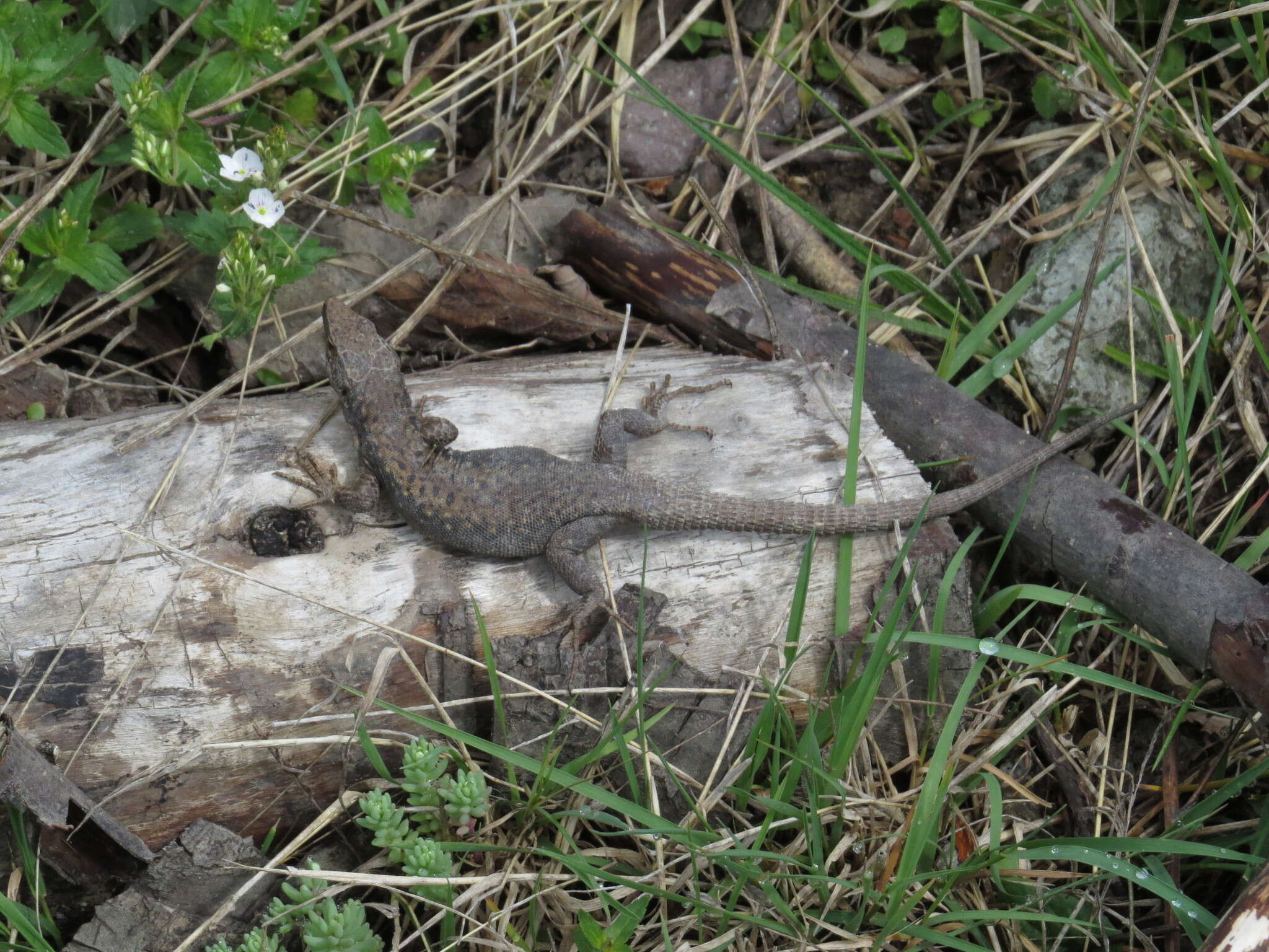 Image of Darevskia rudis obscura (Lantz & Cyrén 1936)