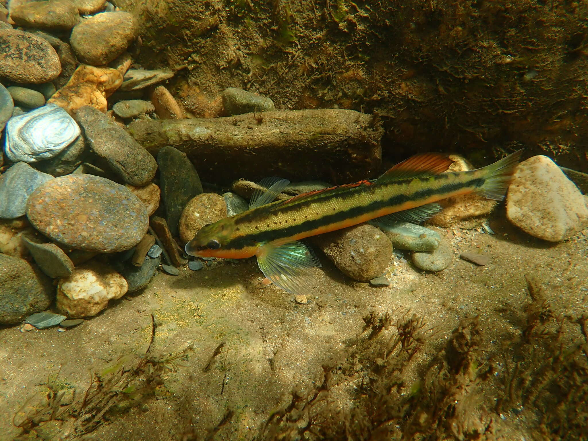 Plancia ëd Percina aurantiaca (Cope 1868)