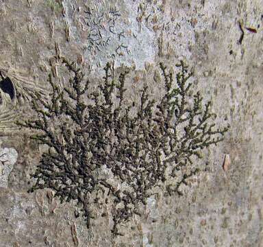 Image of Frullania eboracensis Lehm.