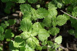 Image of stingingnettle