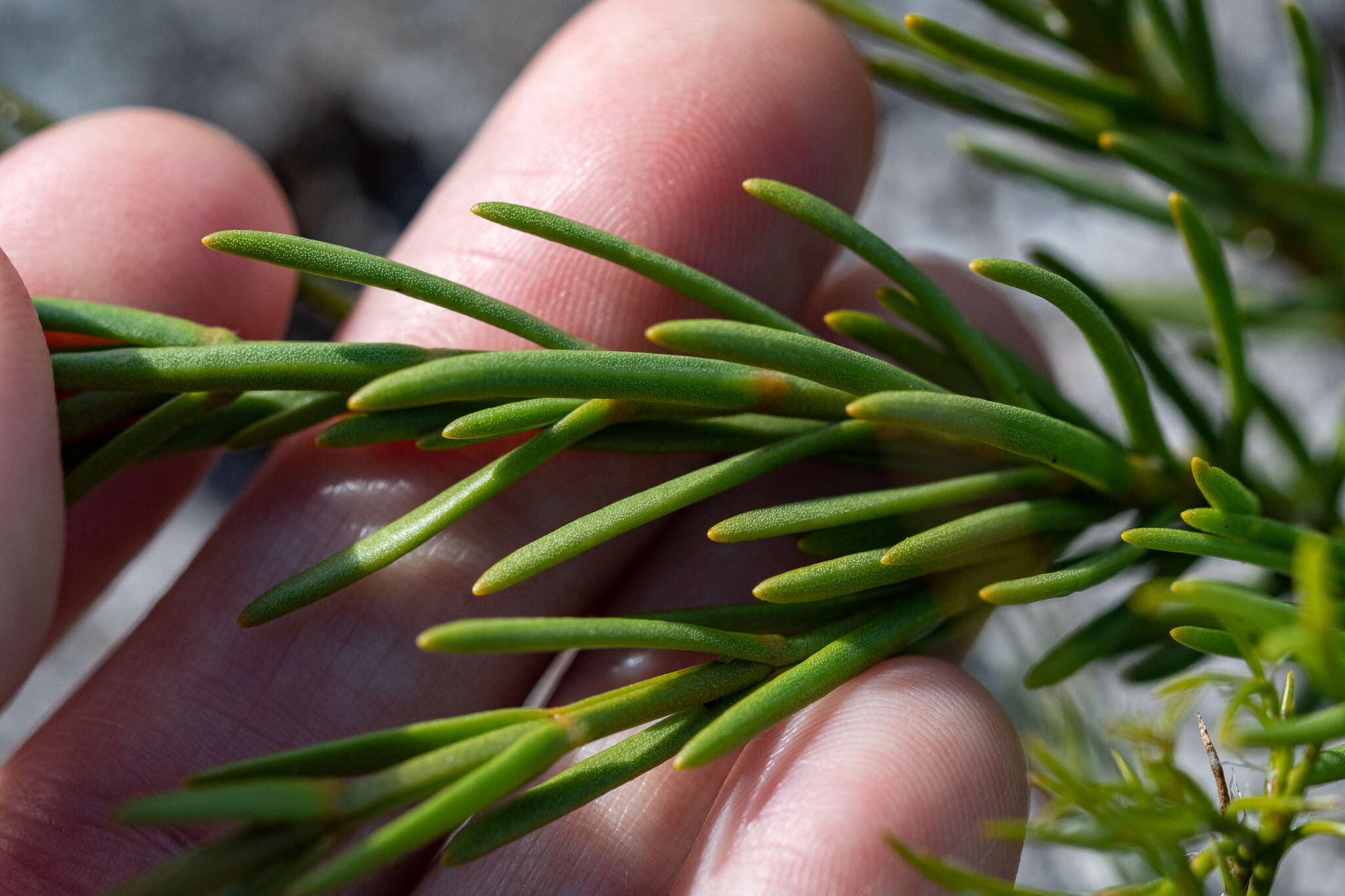 Image of Chironia tetragona L. fil.