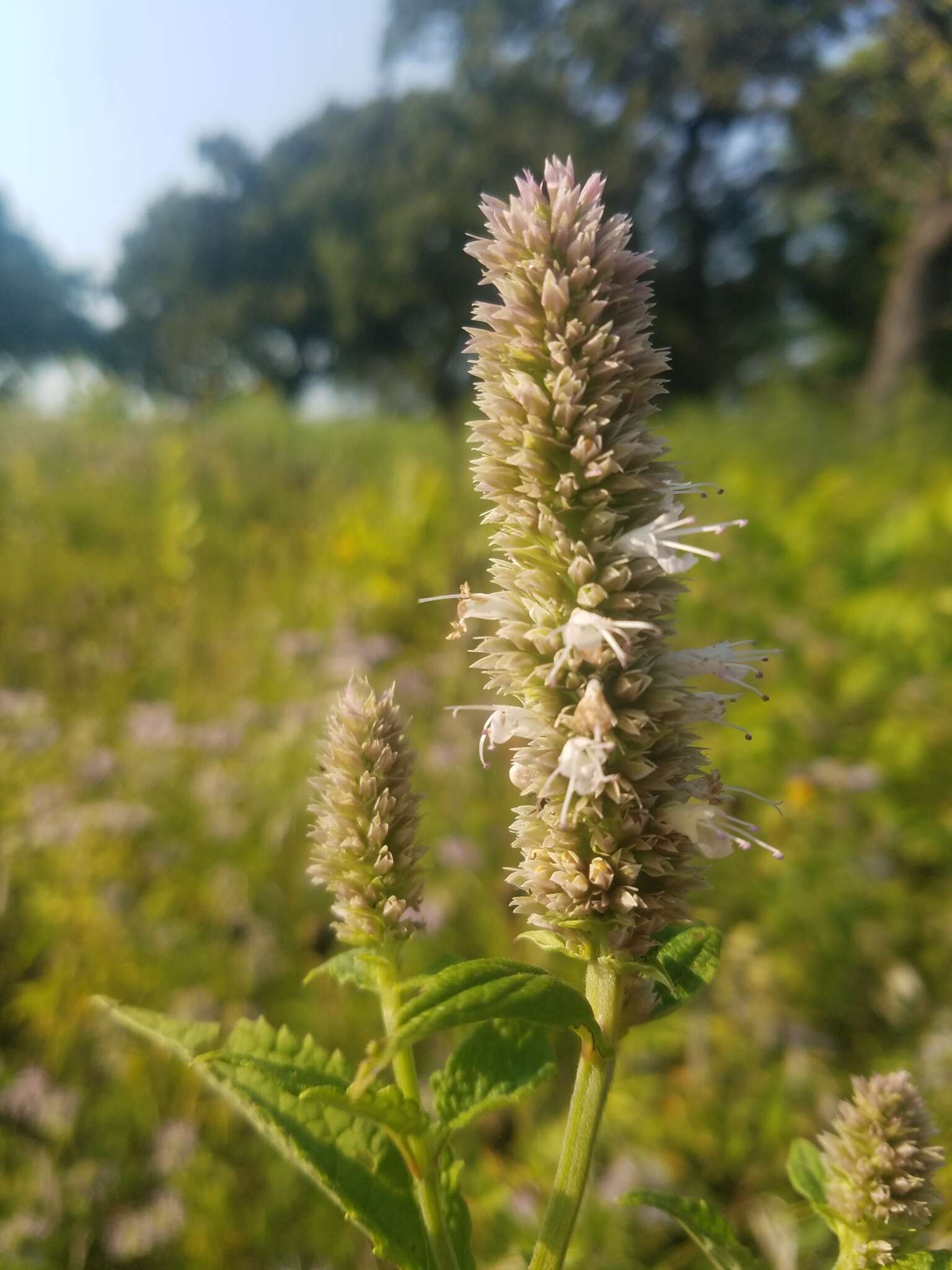 Image of purple giant hyssop