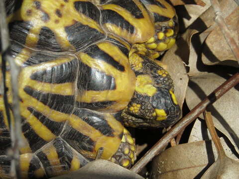 Image of Geometric Tortoise