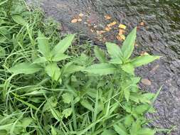 صورة Ludwigia erecta (L.) Hara