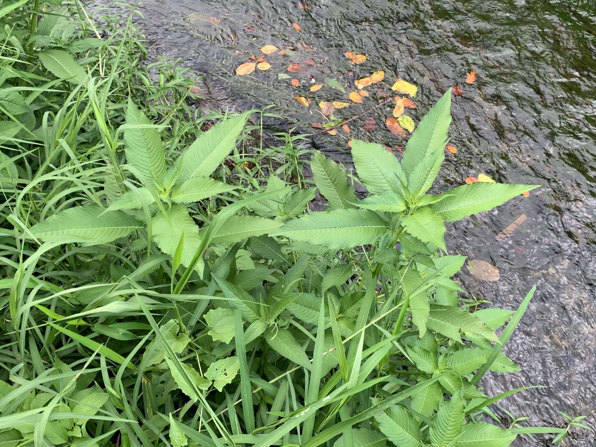 صورة Ludwigia erecta (L.) Hara