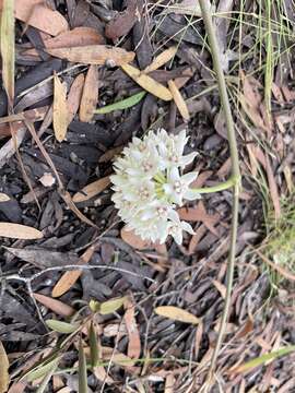 Image of Wax flower