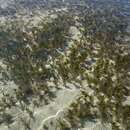 Image of Fern seagrass