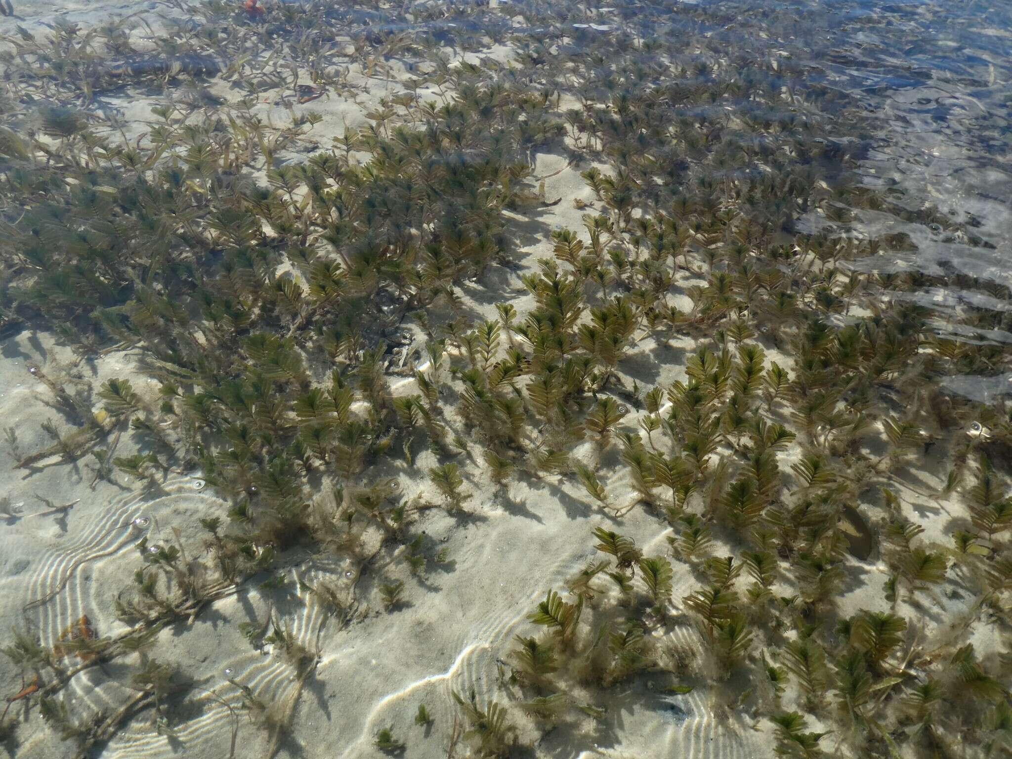 Image of Fern seagrass