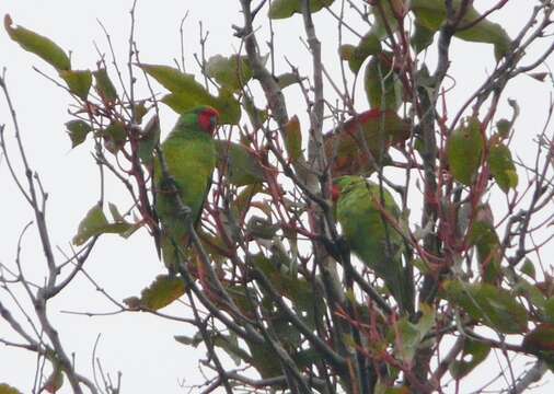 Image of Little Lorikeet