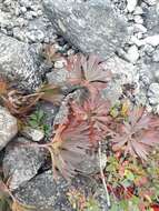 Imagem de Anemonastrum biarmiense (Juz.) J. Holub