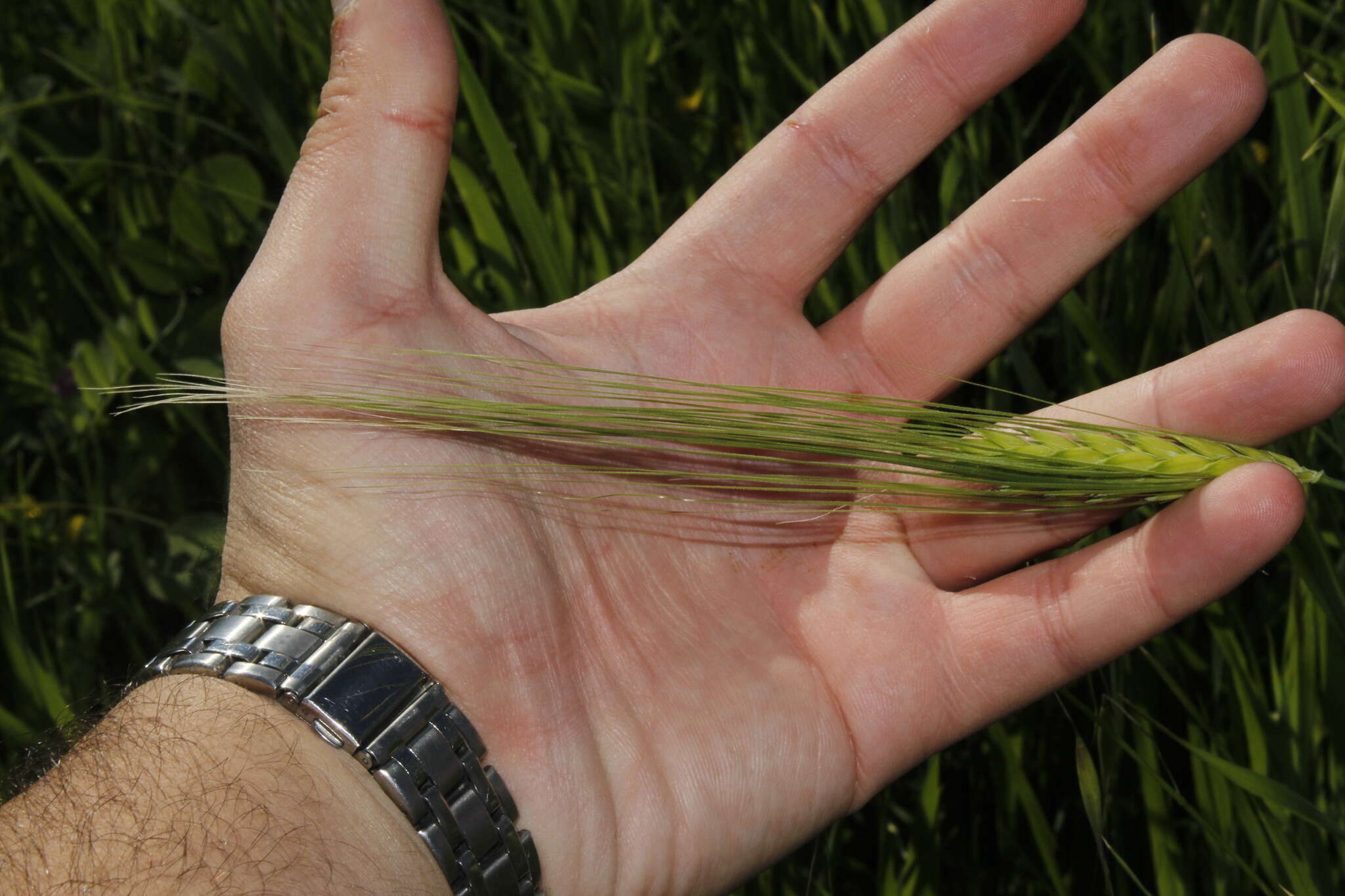 Image of spontaneous barley