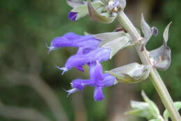 Image of Salvia atrocyanea Epling