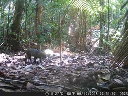 Image of Jaguarundi