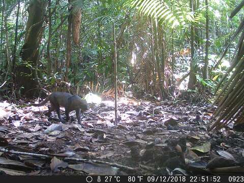 Image of Jaguarundi