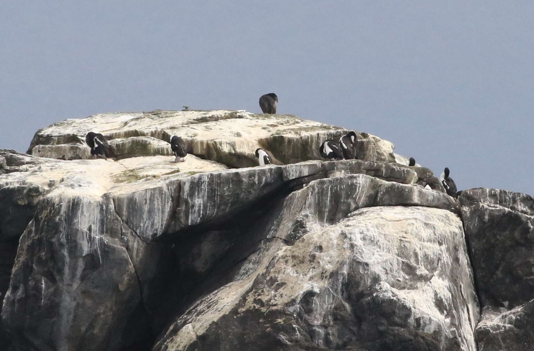 Image of Otago Shag