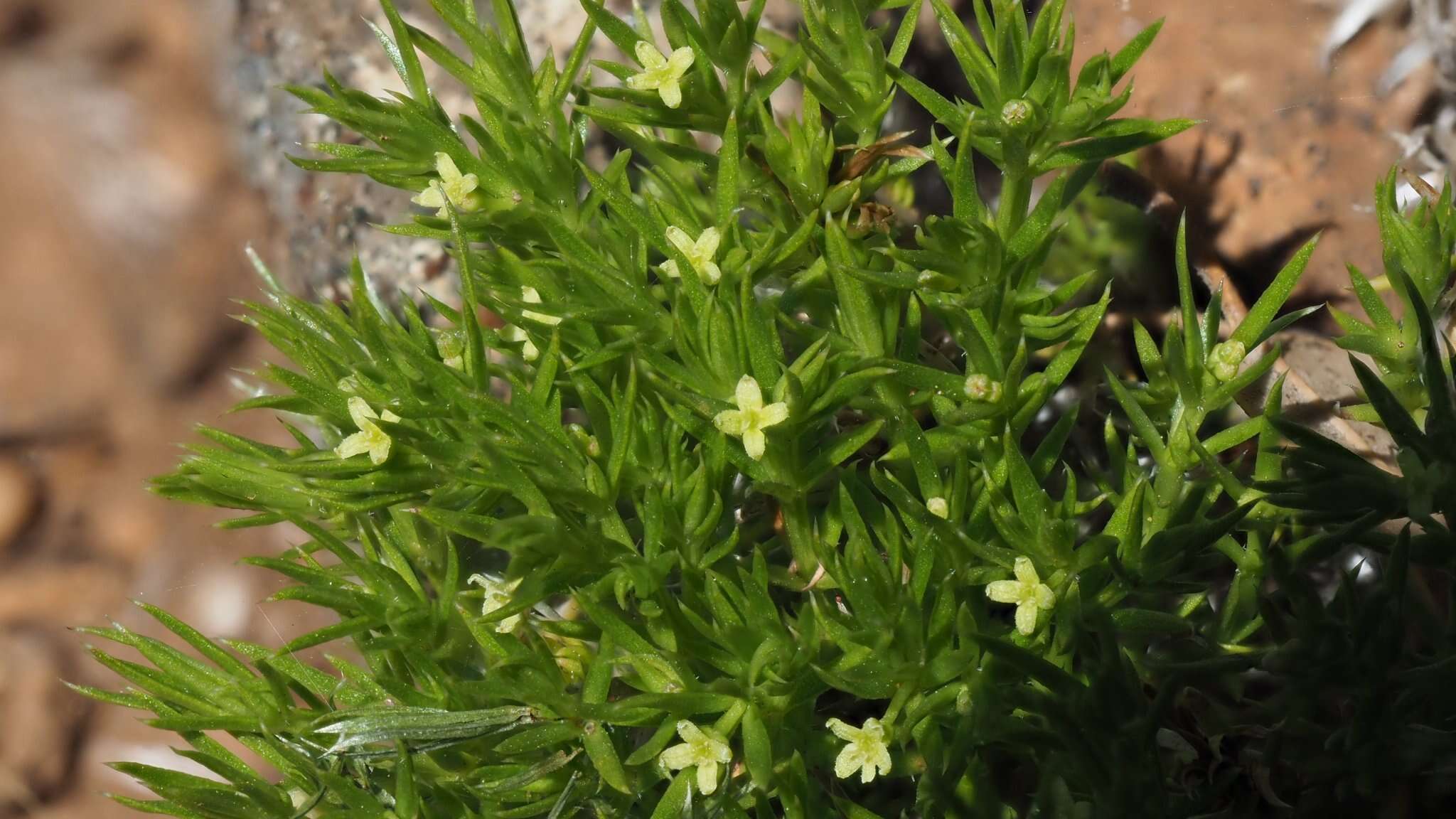 Image of Andrews' bedstraw