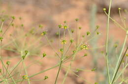 Image of Eriosynaphe longifolia (Fisch. ex Spreng.) DC.