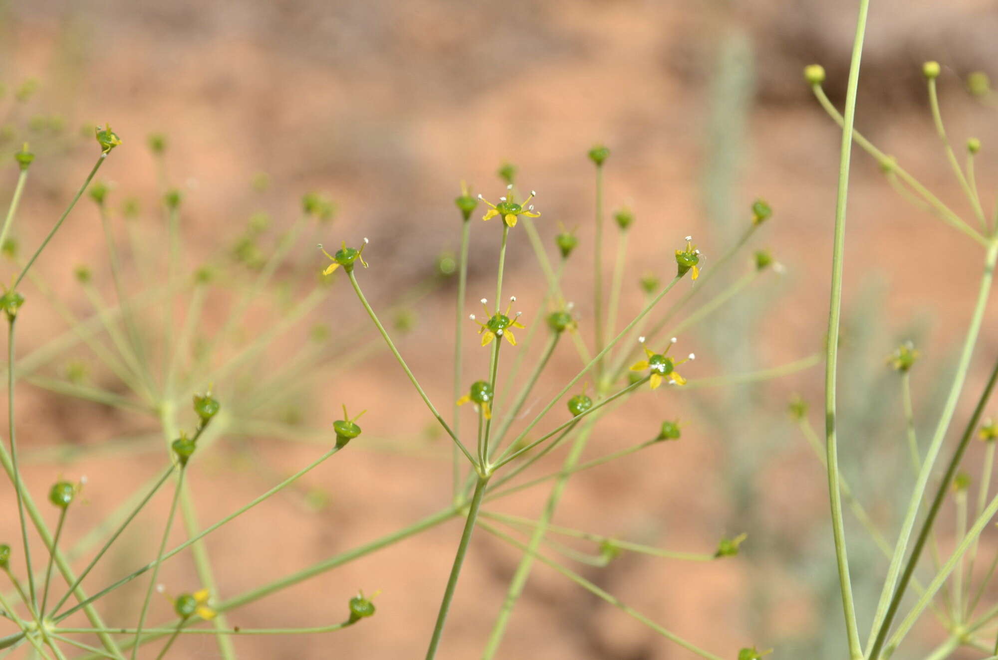 Image of Eriosynaphe longifolia (Fisch. ex Spreng.) DC.