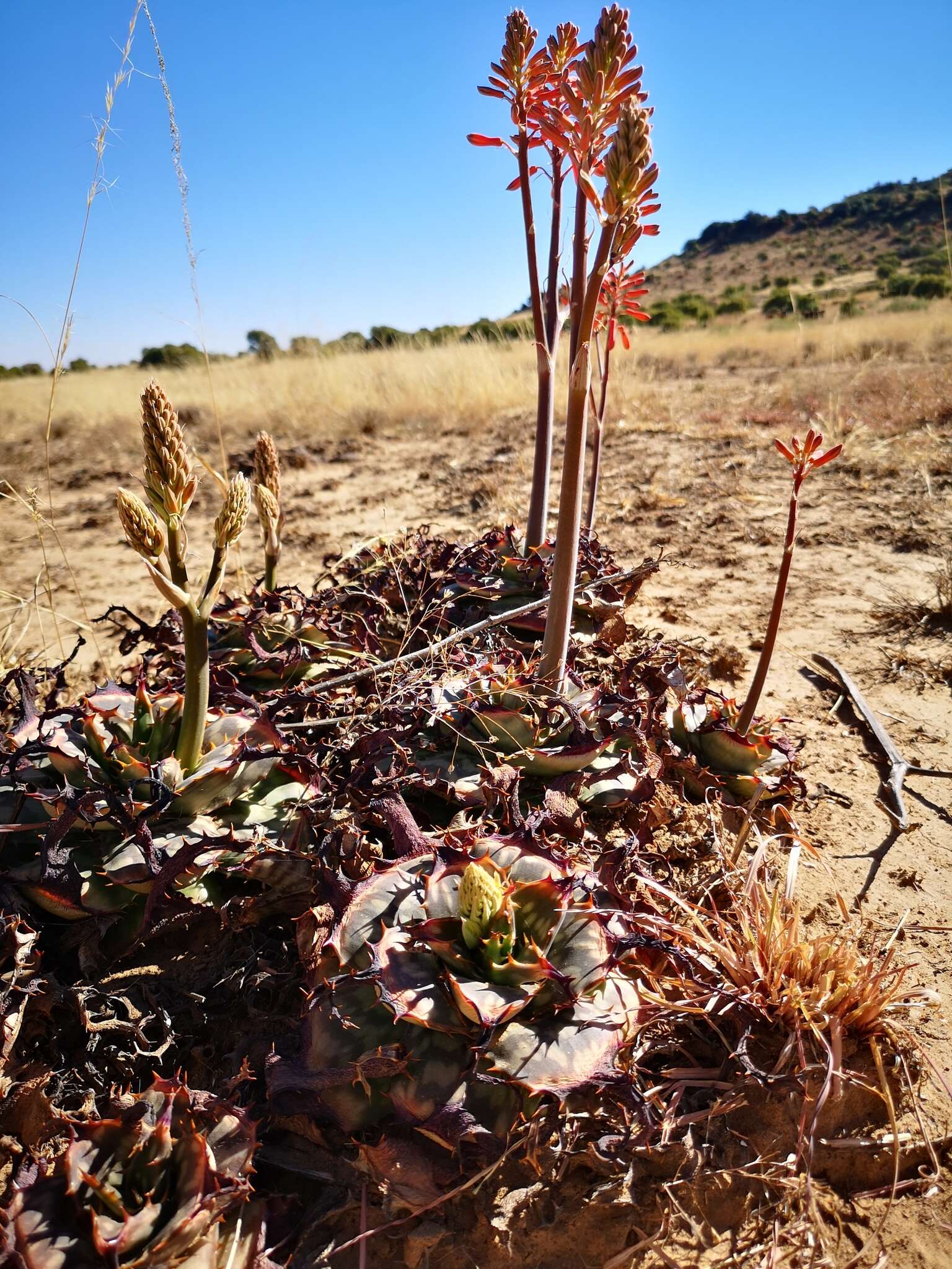 Aloe grandidentata Salm-Dyck resmi