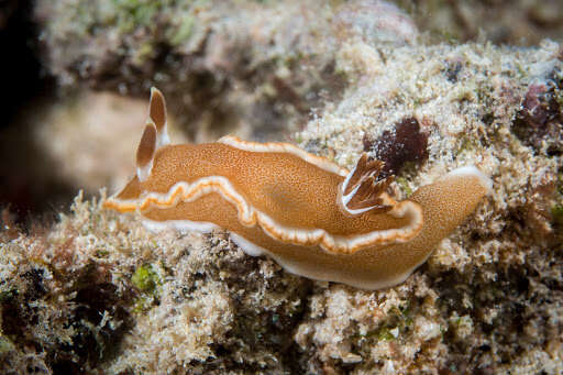 Image of Red-margined orange slug